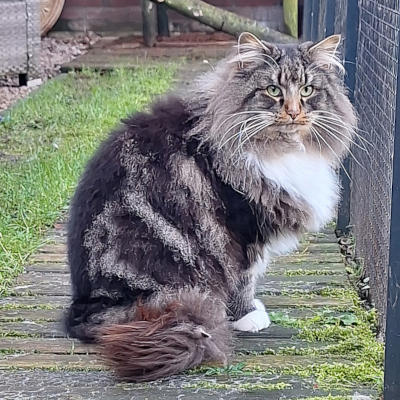 Dekkater Kjell van Yjovi