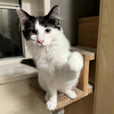 kittens van cattery Landsbygda