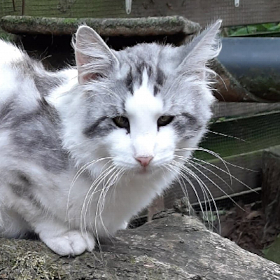 Dekkater Cio Cio San's Chikondi