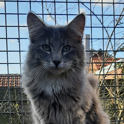 Dekkater Ragnaroks Kjærre