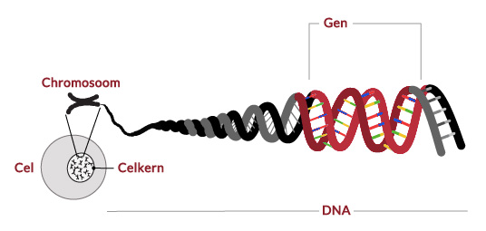een illustratie van waaruit DNA is opgebouwd