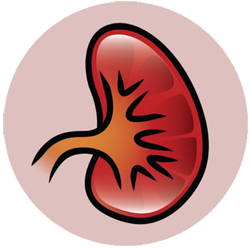 tekening van een nier